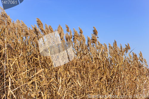 Image of Dried plants of cane