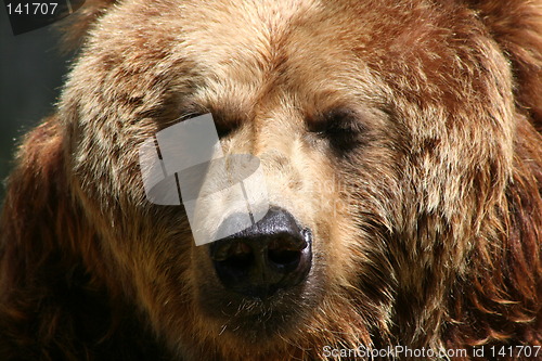 Image of brown bear