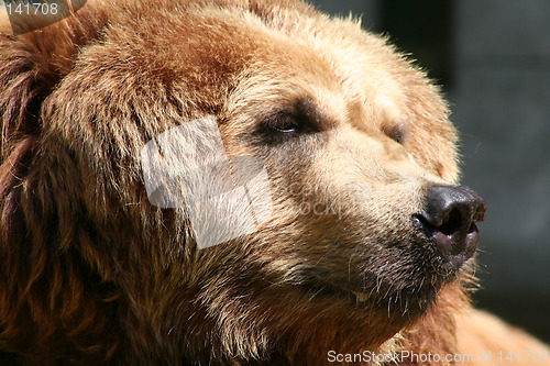 Image of brown bear