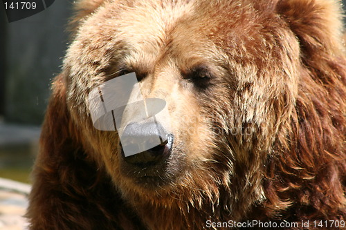 Image of brown bear