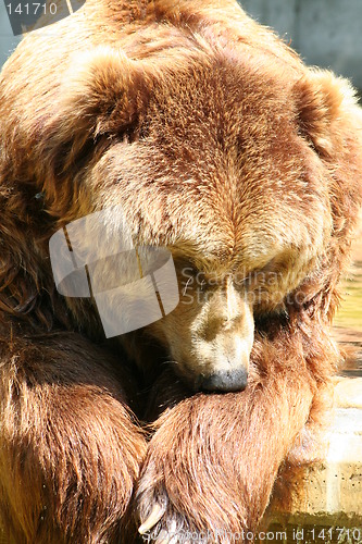 Image of brown bear