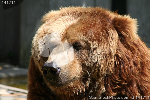 Image of brown bear