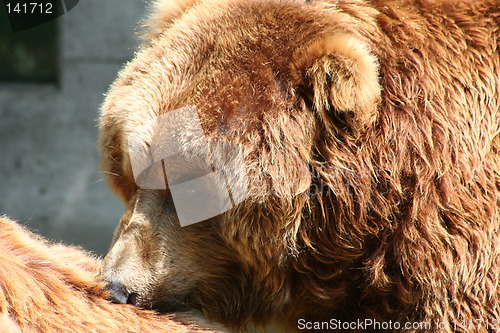 Image of brown bear