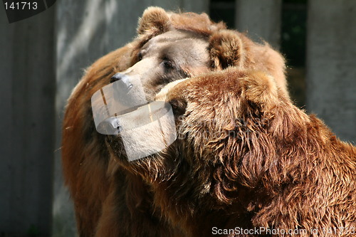 Image of brown bears