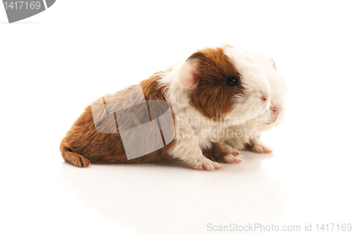 Image of baby guinea pig