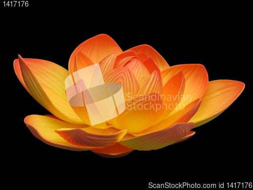 Image of Lotus