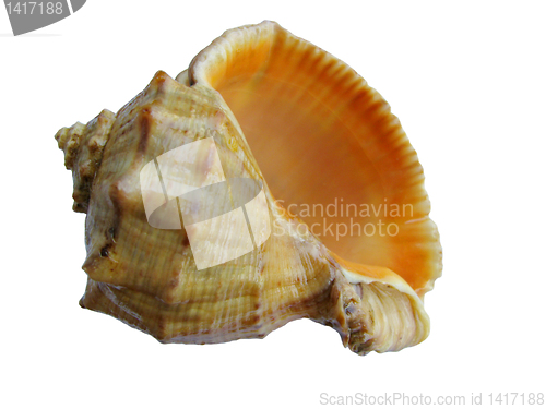 Image of  Sea-shell