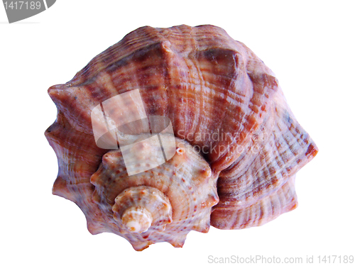 Image of Sea-shell