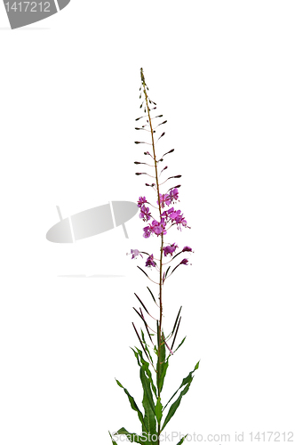 Image of Rosebay Willowherb (Epilobium angustifolium)