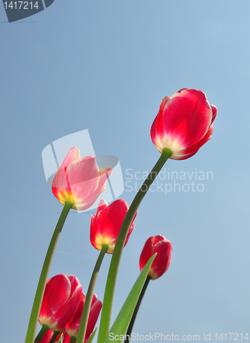 Image of Red tulips