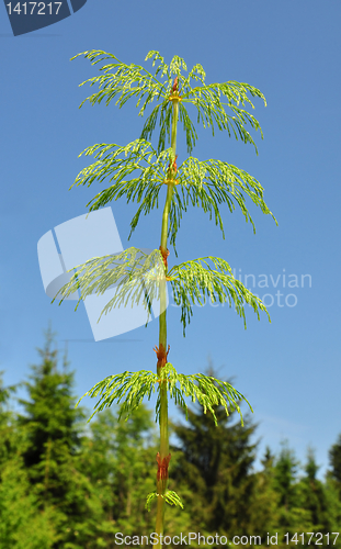 Image of Wood horsetail (Equisetum sylvaticum)