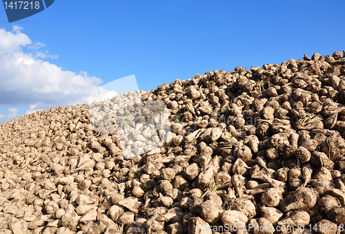 Image of Sugar beets