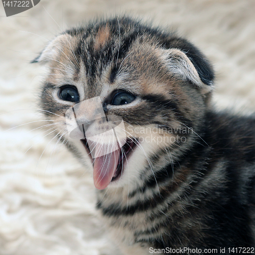 Image of Kitten is laughing