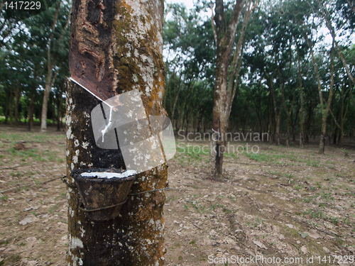 Image of Rubber tree plantation