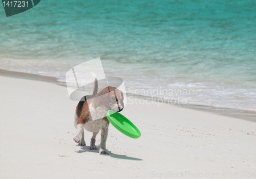 Image of Dog on the beach with frisbee