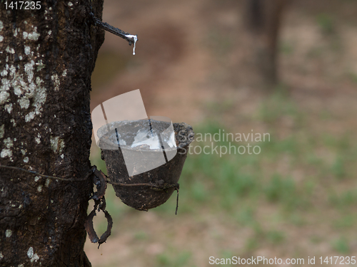 Image of Rubber tree