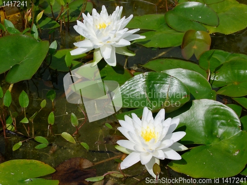 Image of Waterlily on pound in park