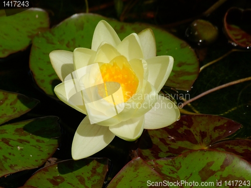 Image of Waterlily on pound in park