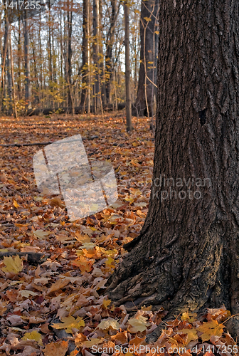 Image of Autumn forest.