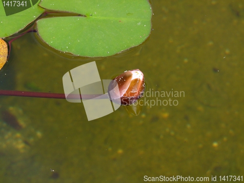 Image of Waterlily on pound in park