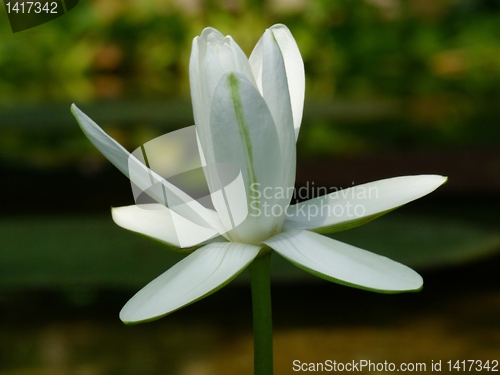Image of Waterlily flower, lotos