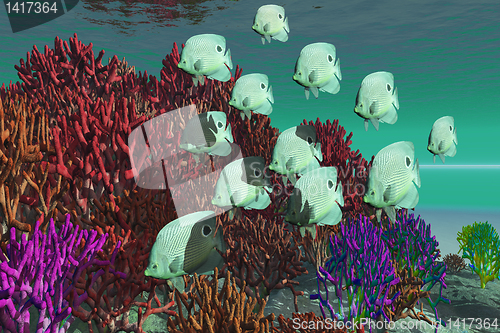 Image of CORAL REEF