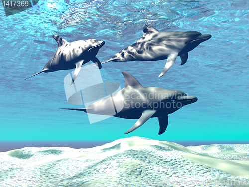 Image of DOLPHINS