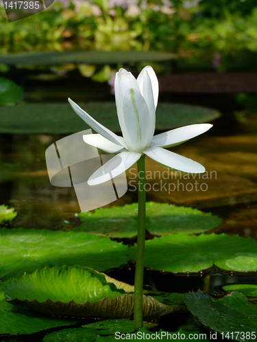Image of Waterlily flower, lotos