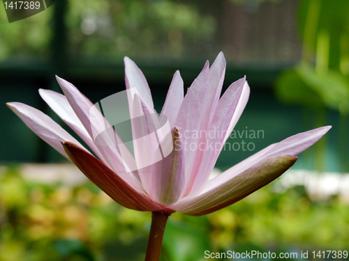 Image of Waterlily flower, lotos