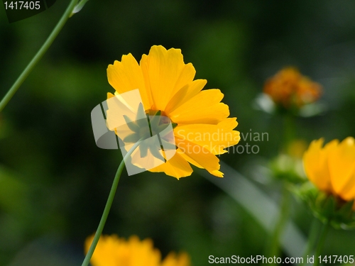 Image of Yelow flower