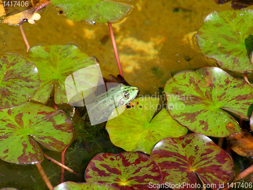 Image of Green frog in water