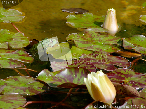 Image of Green frog in water