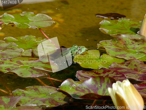 Image of Green frog in water