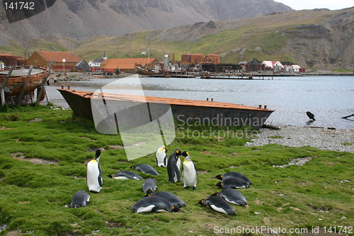 Image of penguins at falklands