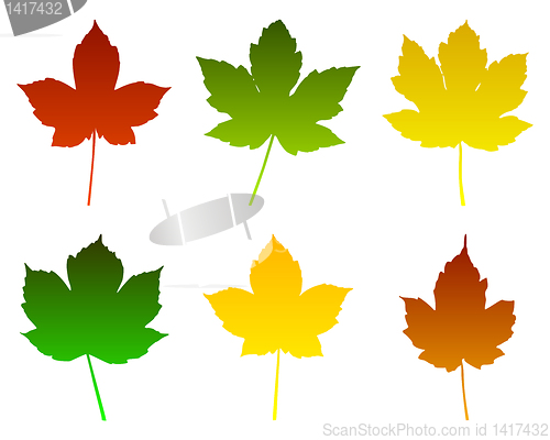 Image of Maple leaves