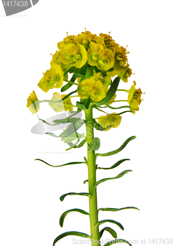 Image of Cypress spurge (Euphorbia cyparissias)