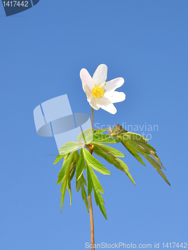 Image of Wood anemone