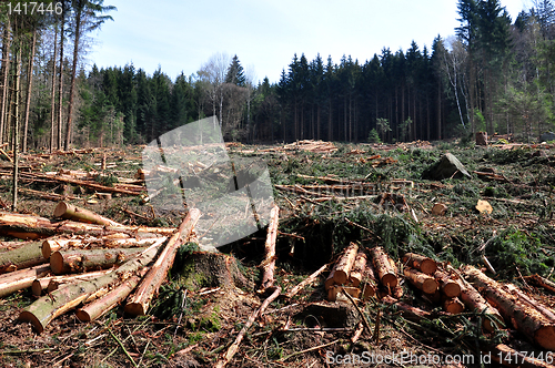 Image of Wood logging