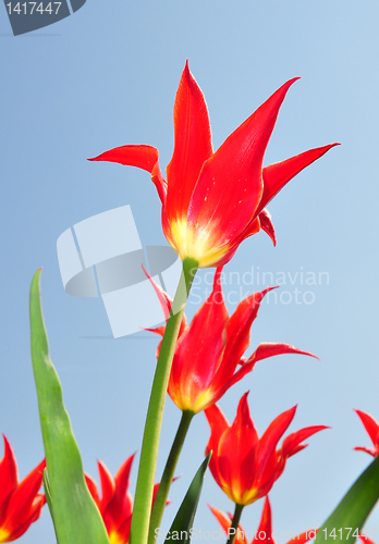 Image of Red tulips