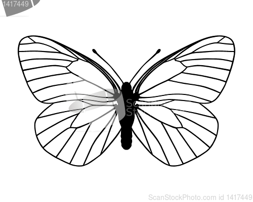 Image of White butterfly