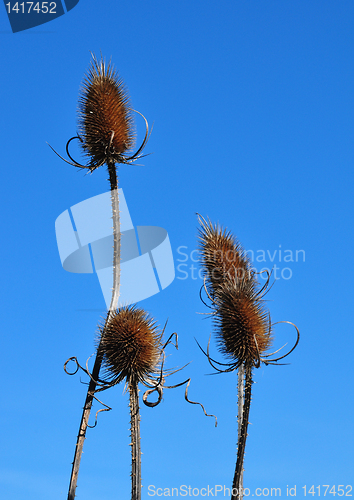 Image of Fuller's teasel (Dipsacus fullonum)