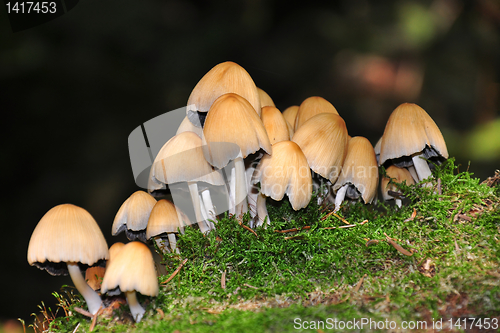 Image of Forest mushrooms