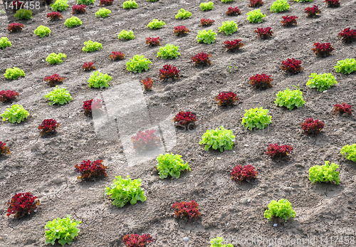 Image of Lettuce field
