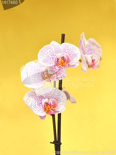 Image of Orchid flowers