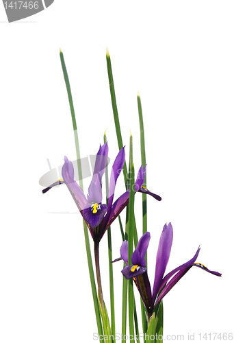 Image of Dwarf iris (Iris reticulata)