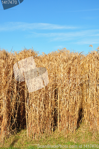 Image of Giant grass (Miscanthus)