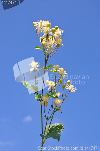 Image of Old man's beard (Clematis vitalba)