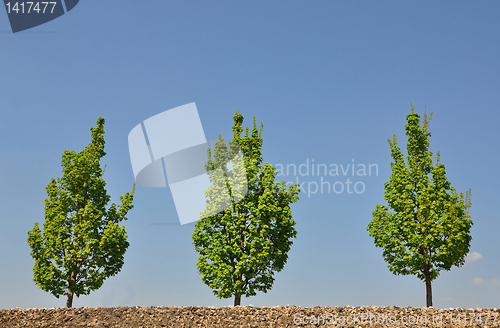 Image of Maple trees