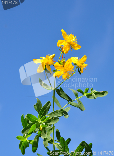 Image of St John's wort (Hypericum perforatum)