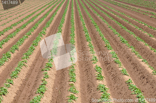 Image of Potato field